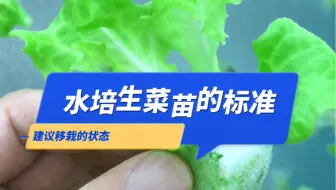 很多新入行朋友不知道水培苗移栽的标准，导致生产时间变长。#标准 #育苗 #气雾栽培