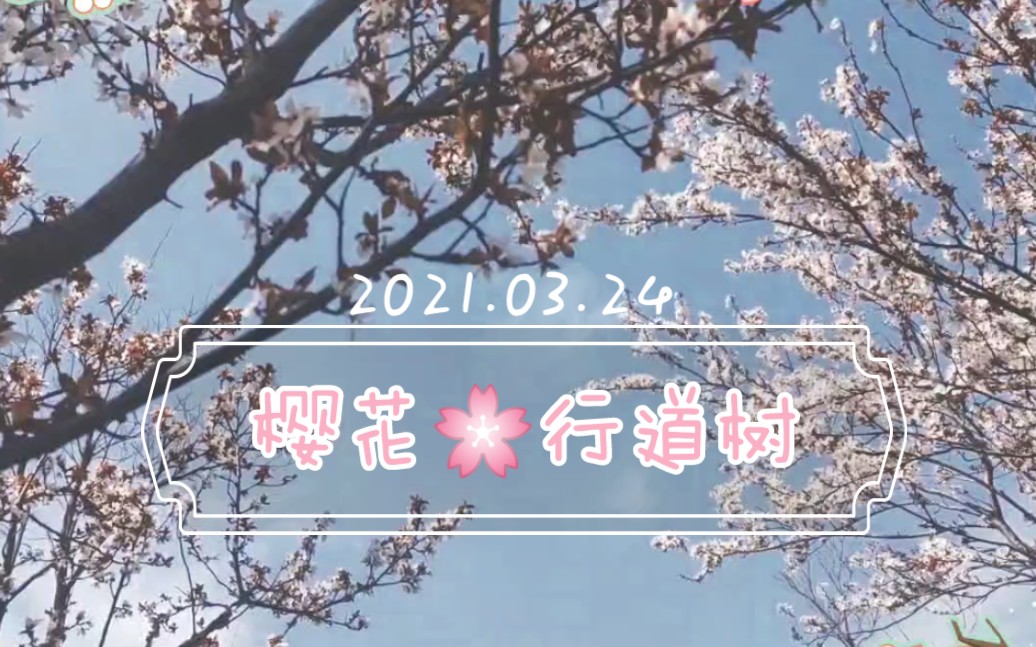 【呸】2021赏花日记/等公交时路边的樱花哔哩哔哩bilibili