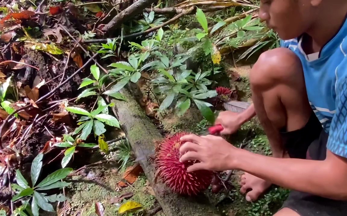 寻找野生红刺榴莲(Durian Merah),颠覆你对榴莲的认知哔哩哔哩bilibili