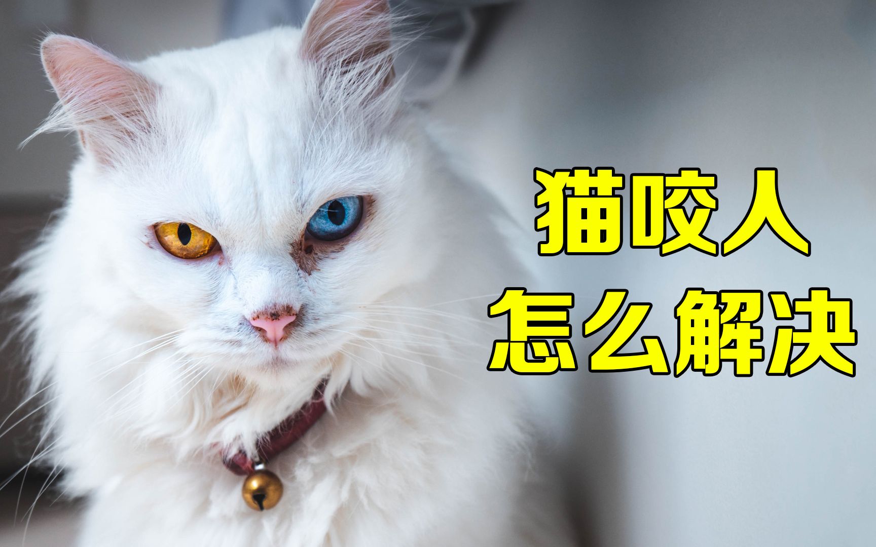 【宠物知识讲解】猫咪咬人怎么办?哔哩哔哩bilibili