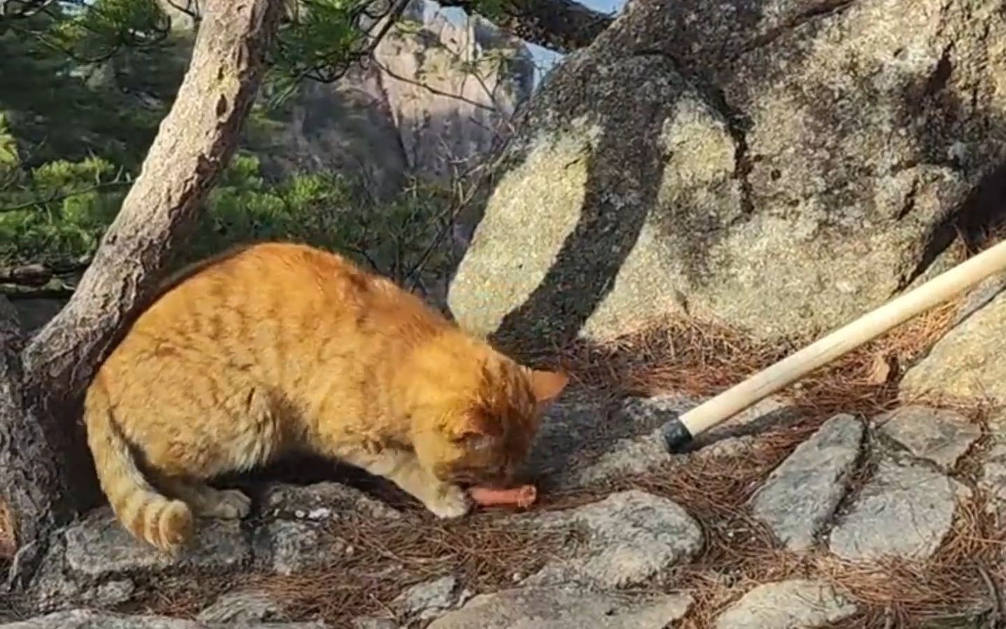 黄山游客说拍到雪豹?火爆网络,没想到最后却是一只大橘猫!哔哩哔哩bilibili