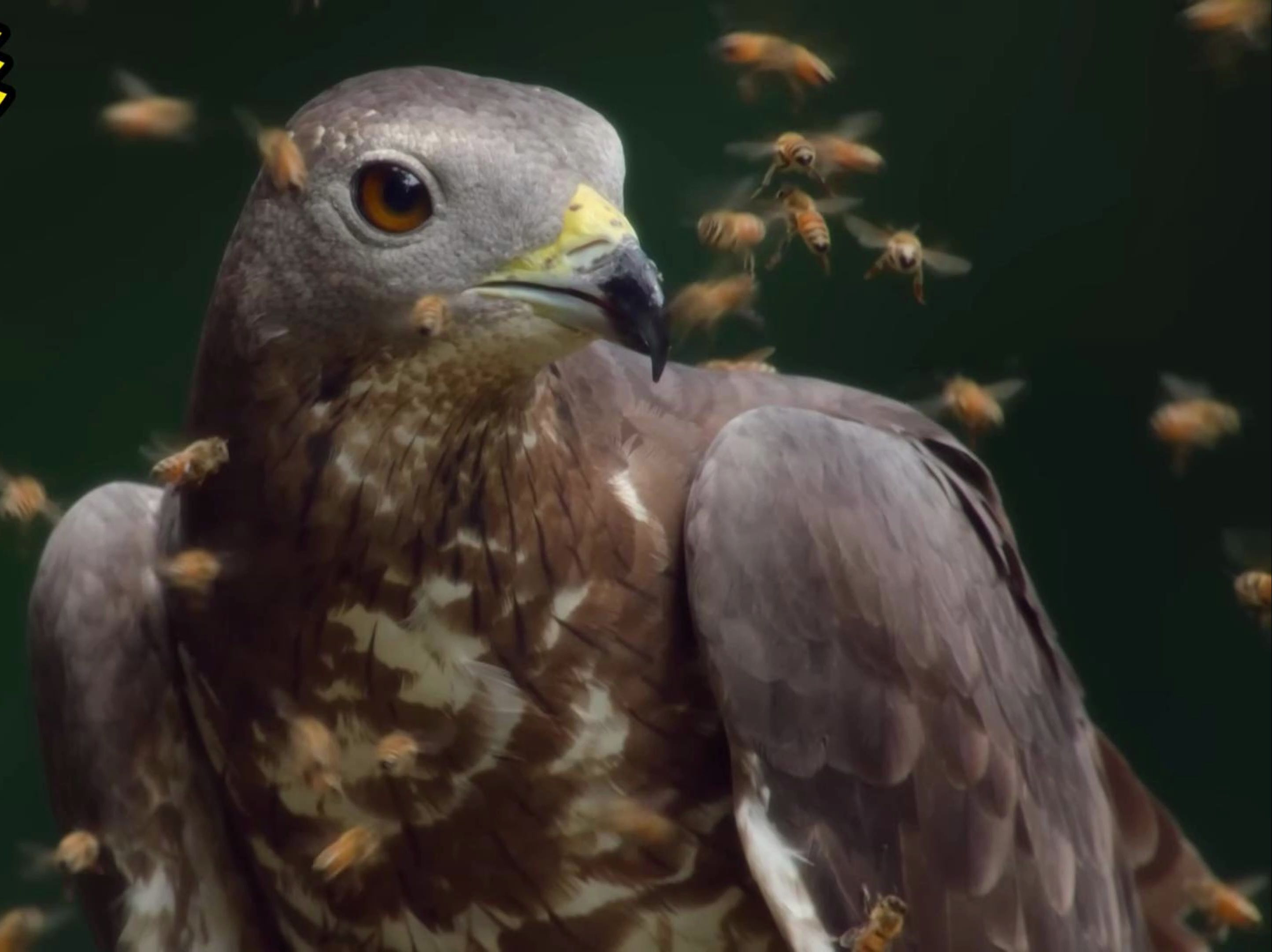 这才是真正意义上的蜂鸟