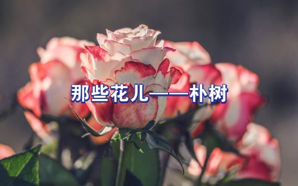 那些花儿——朴树哔哩哔哩bilibili