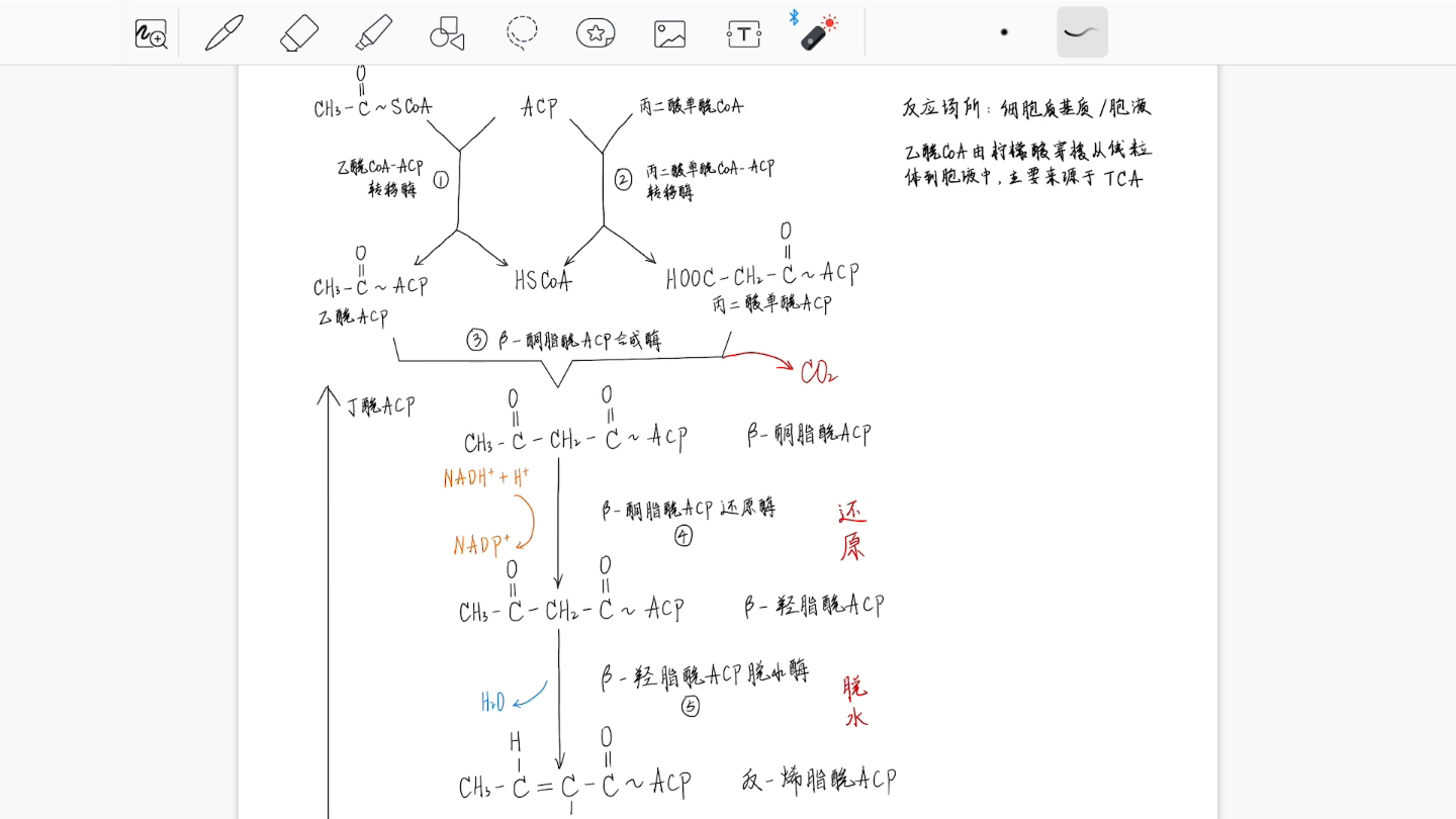 脂肪酸的从头合成以及柠檬酸穿梭