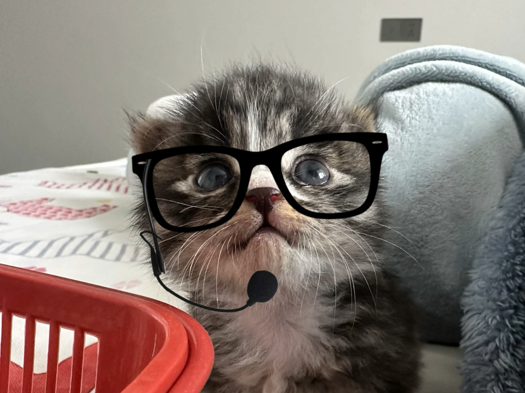 7.小猫戴眼镜|可爱主播上线!