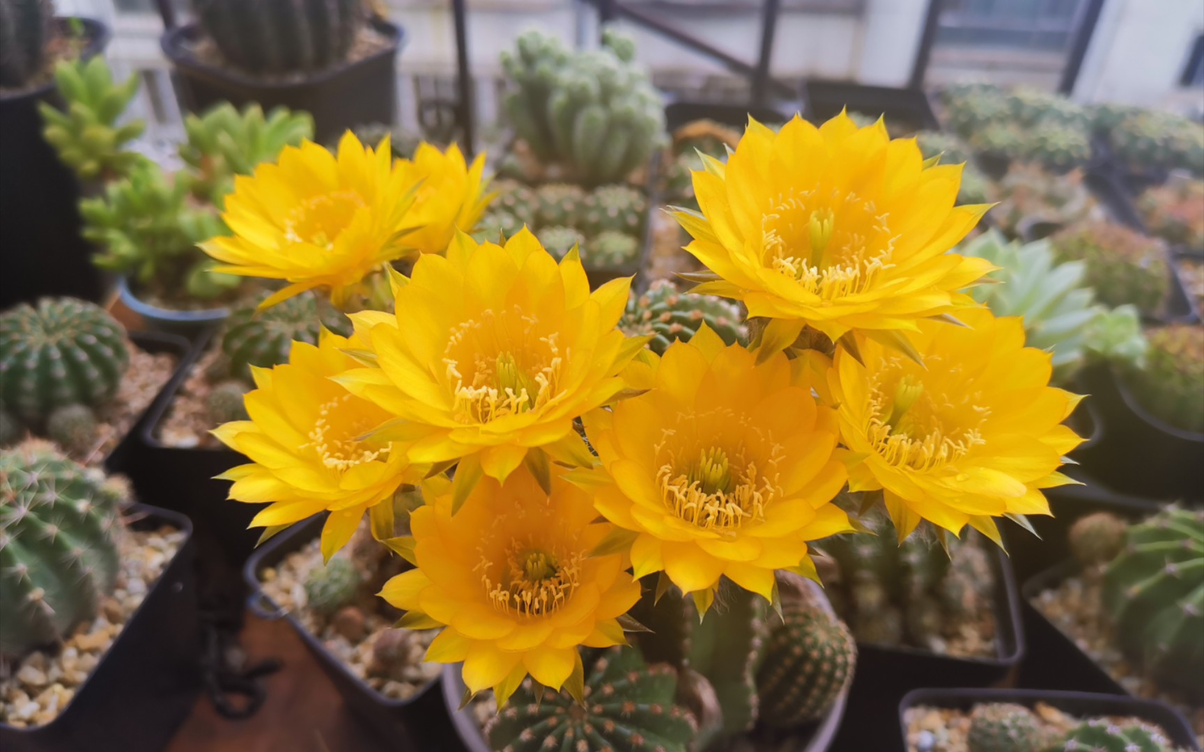 实生黄花黑金刚 开花记录