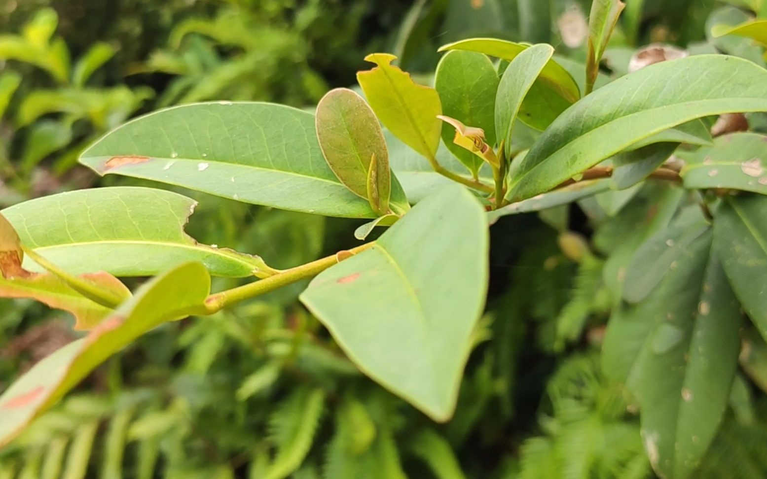 杨桐植物图片