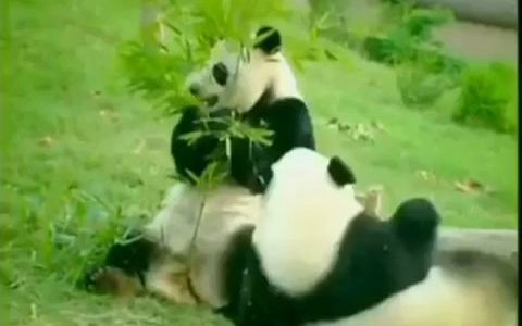 [图]90-Panda (熊猫)