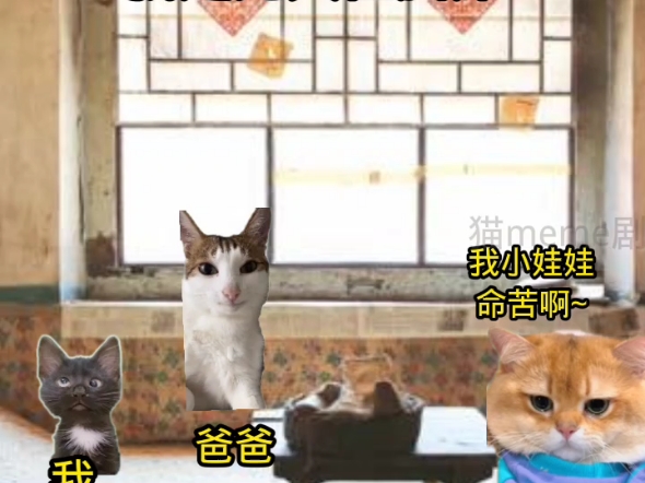 当年你没有放弃我,现在我也不能放弃你#猫meme剧场#花50救父亲#故事来源于网络哔哩哔哩bilibili