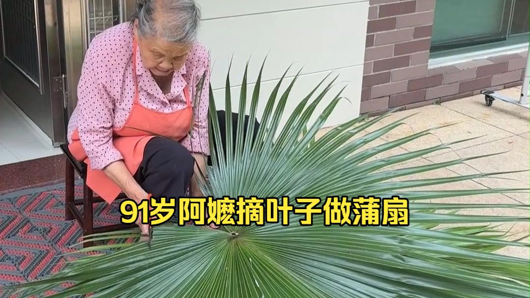 91岁高能量阿嬷摘叶子做蒲扇