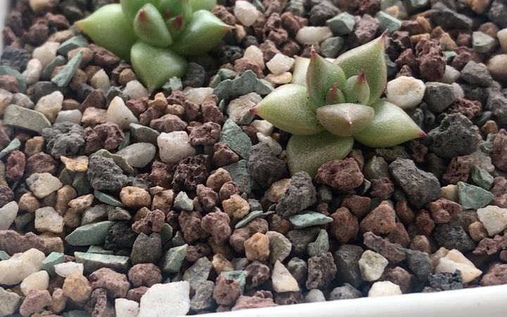 多肉植物 原始东云 echeveria agavoides 原产地为墨西哥 也叫东云