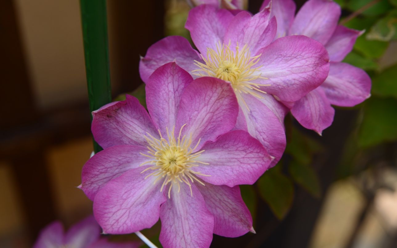 铁线莲季~爱莎~雪妆~粉妆