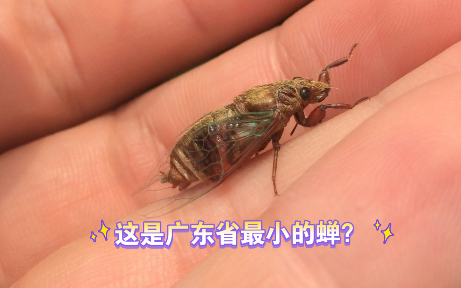 这是不是你见过最小的蝉?哔哩哔哩bilibili