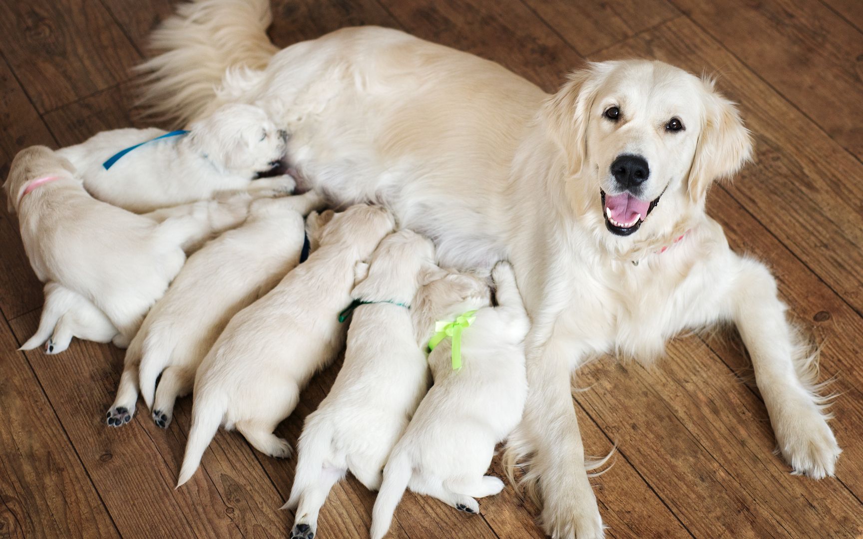 狗狗的母爱也是很伟大的,看到狗妈妈对宝宝的举动.