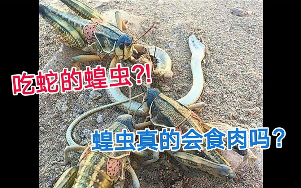 科普向吃蛇蝗虫的真面目到底是什么蝗虫为何会食肉