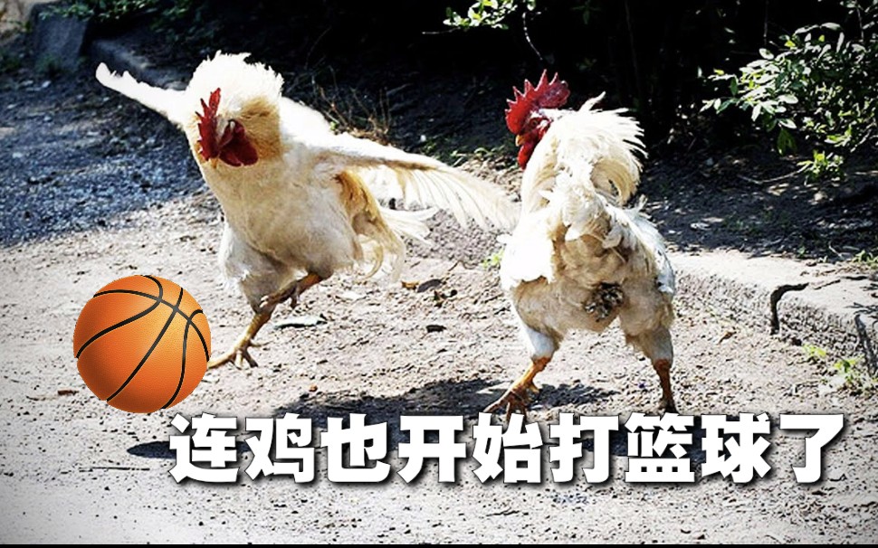 【蔡徐坤兄弟】连鸡也开始打篮球.