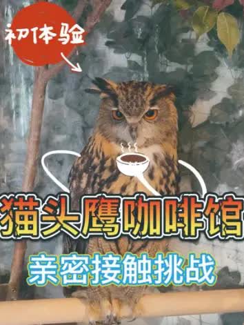 走进“心灵治愈空间”猫头鹰咖啡馆是怎样的体验?哔哩哔哩bilibili