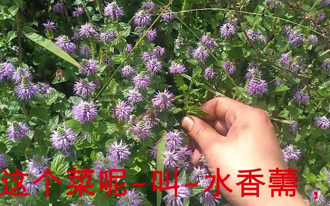 云南大理的山茅野菜水香菜水香薷哔哩哔哩bilibili