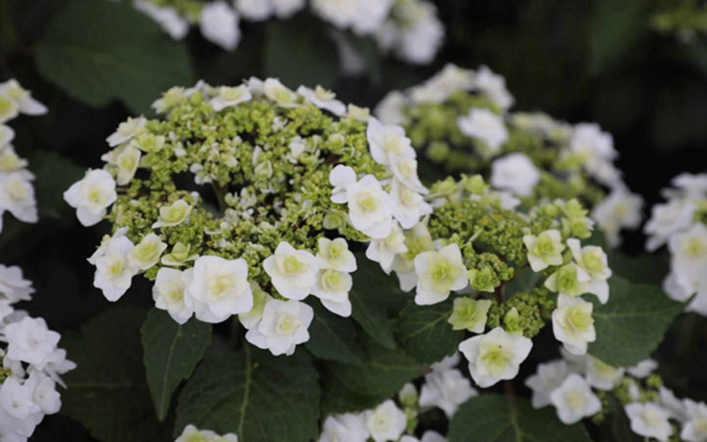 海妈植物推荐适合新娘手捧花的绣球雪舞了解一下
