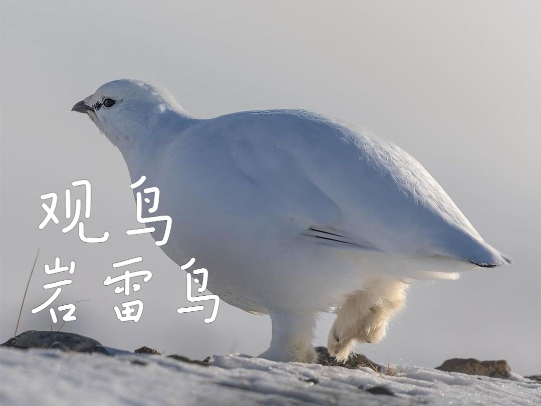 雷鸟传说图片