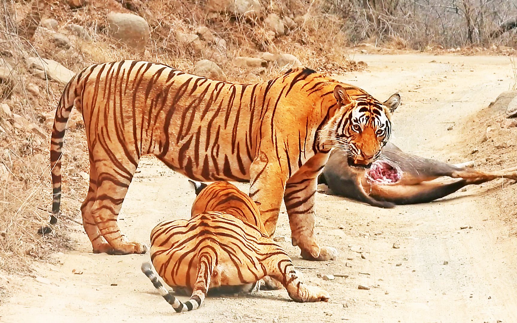 老虎试图偷更大的老虎食物
