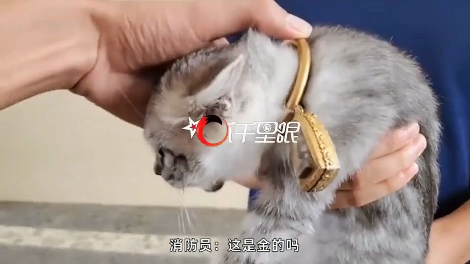 [图]神操作！3万元金镯直接卡住猫头，保猫还是保镯子