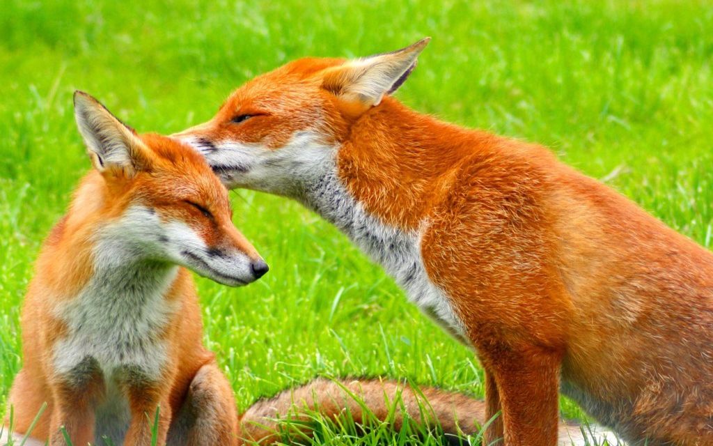 两赤狐打架