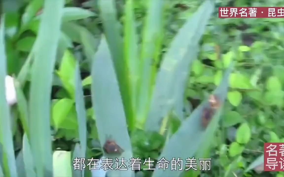 【文学分享】名著导读《昆虫记》┅哔哩哔哩bilibili