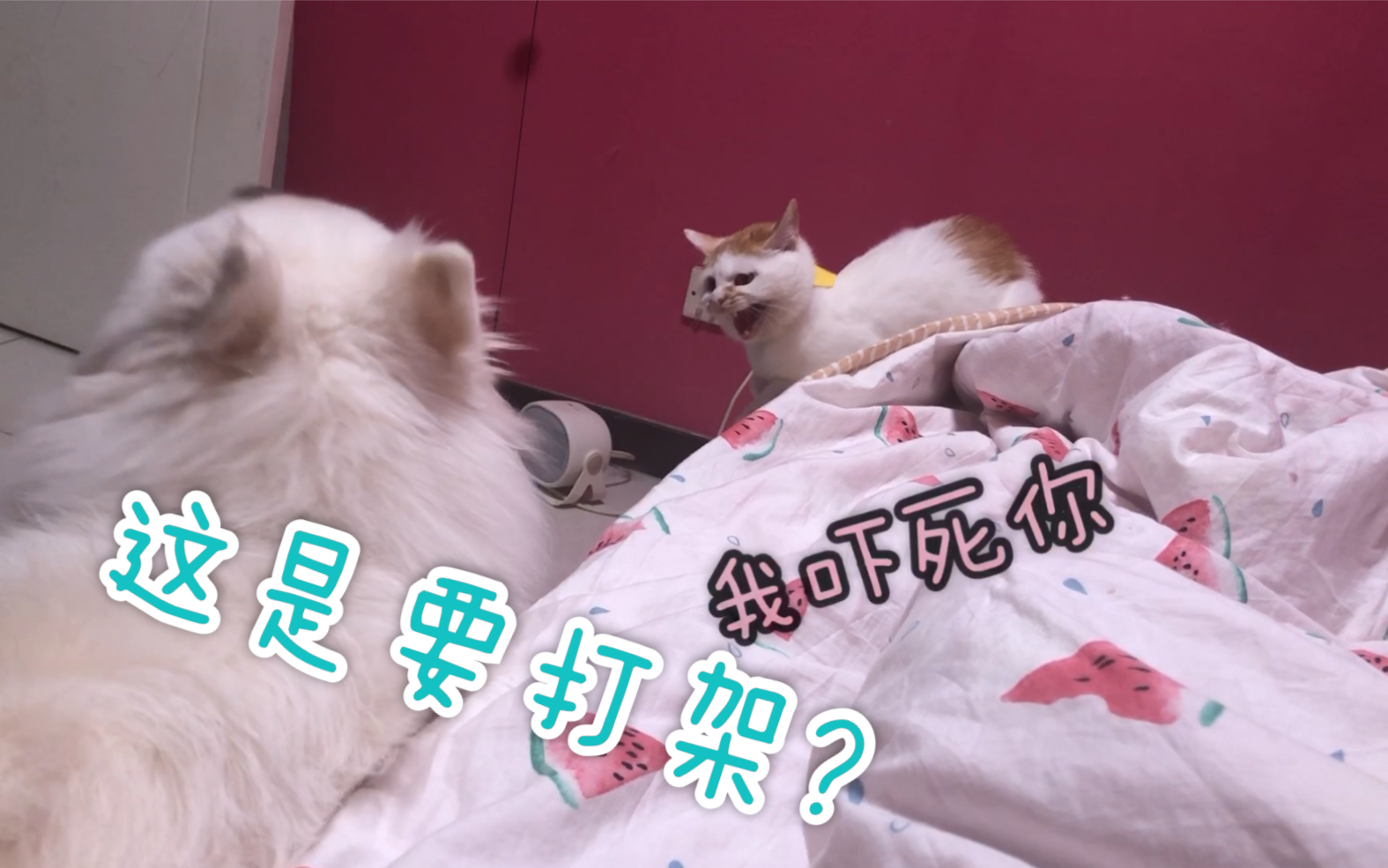 猫狗大战一触即发,团子真横!哔哩哔哩bilibili