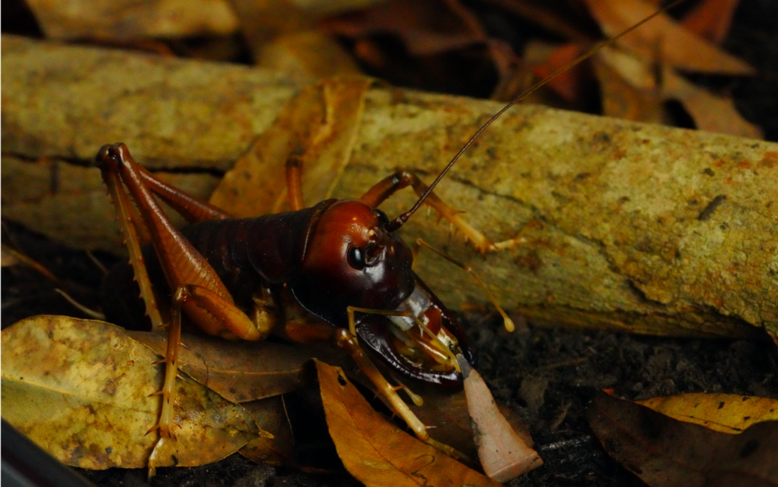 【展示向】巨人王丑螽高清展示&喂食
