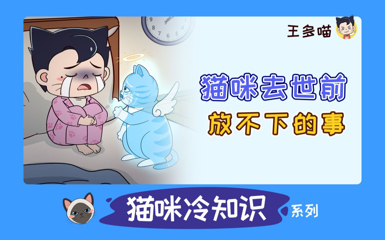 猫咪去世前,最放不下的是……哔哩哔哩bilibili