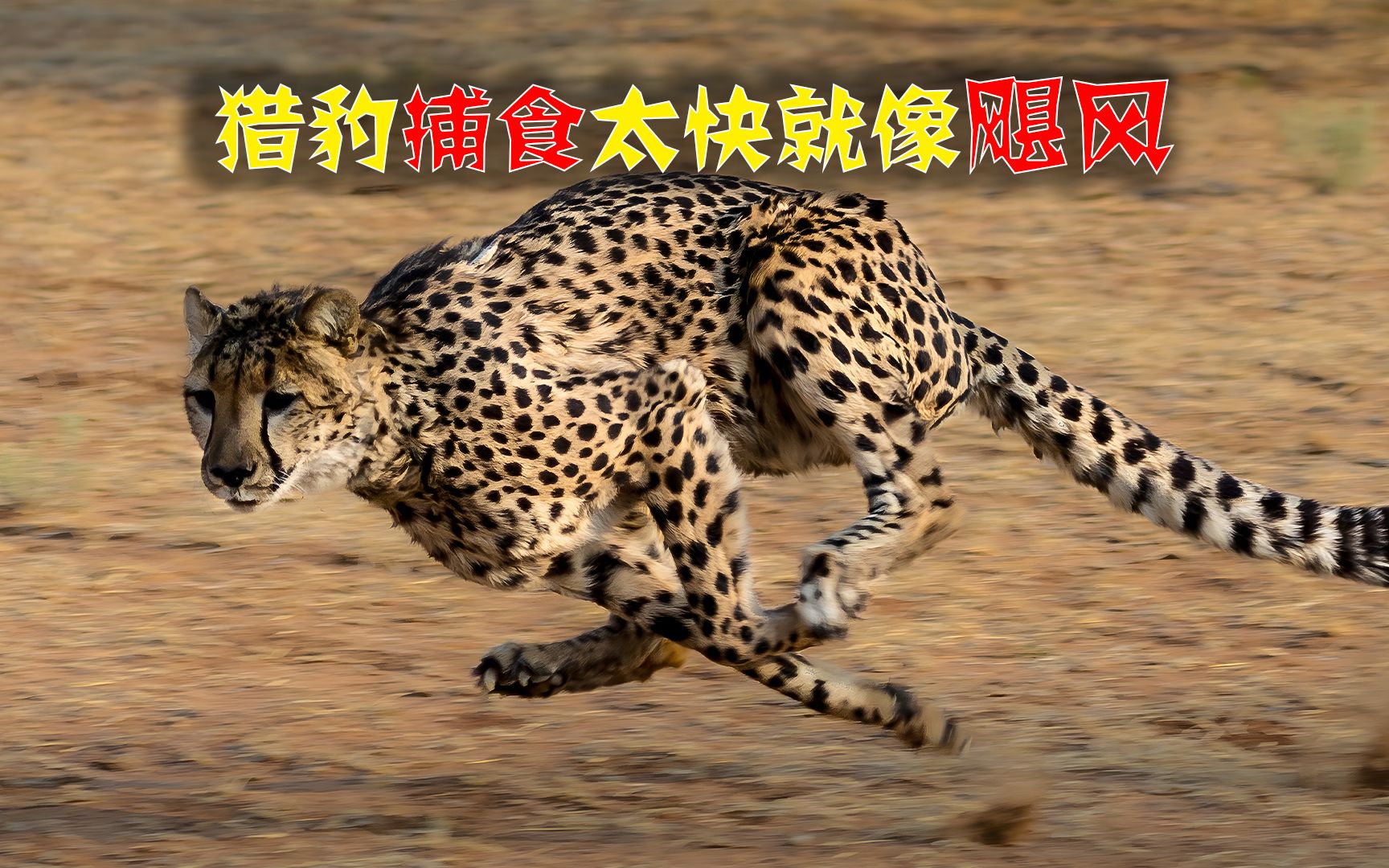 顶级捕食者猎豹,拥有飓风般的速度,为何仍被称为打工豹