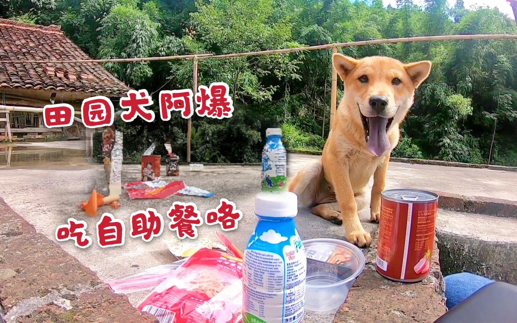 请田园犬阿爆吃自助餐,它狼吞虎咽磕掉一颗牙,看这场面是血亏的
