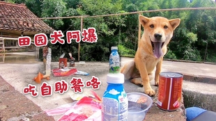 帮田园犬白白画两条大眉毛 照镜子时它吓一跳 快被自己丑哭了 哔哩哔哩 つロ干杯 Bilibili