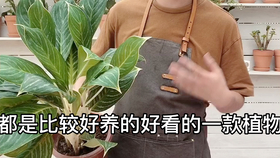 万年青整整拍摄3个多小时仅仅是为了后面30秒 哔哩哔哩 つロ干杯 Bilibili