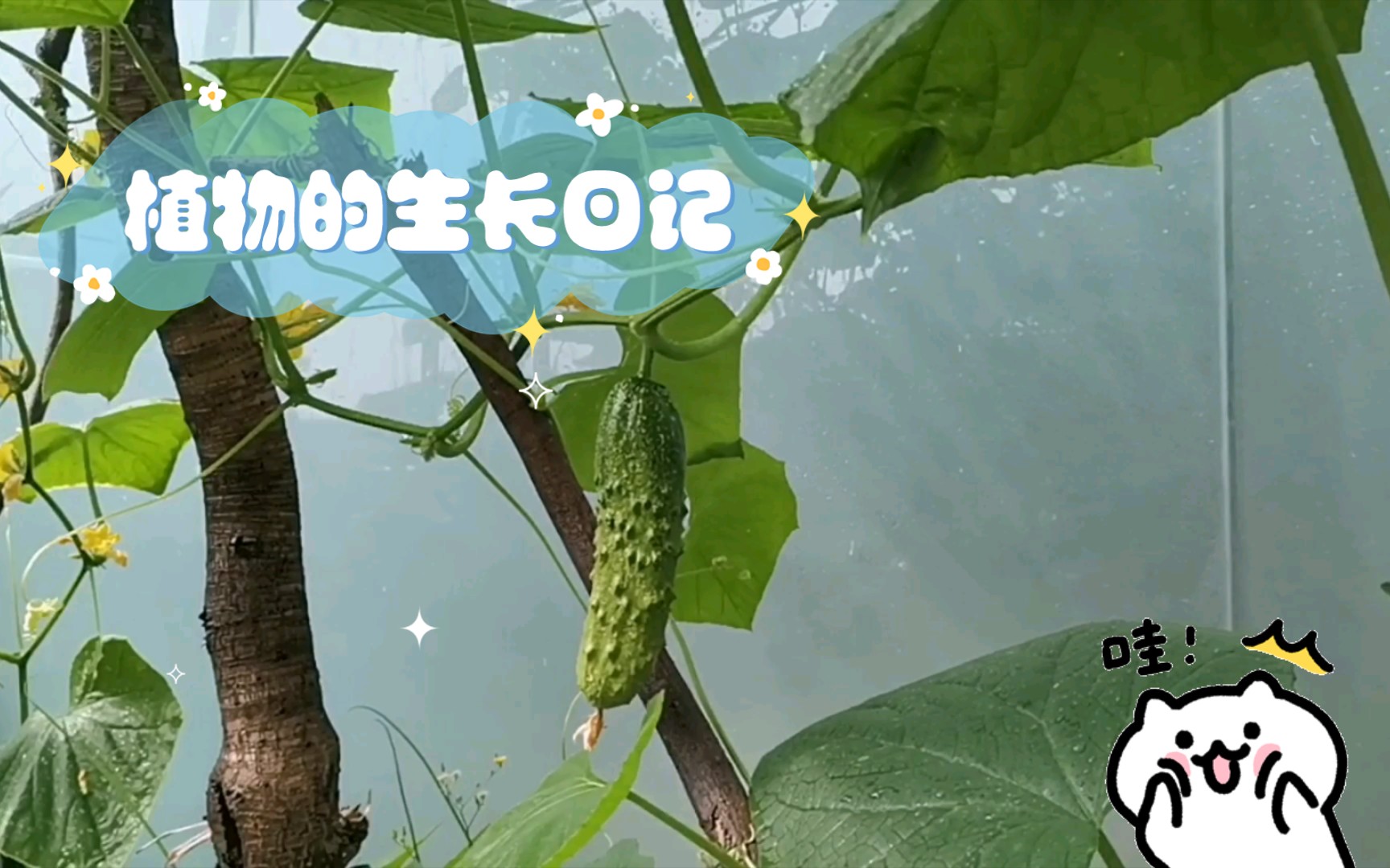 植物的生长日记哔哩哔哩bilibili