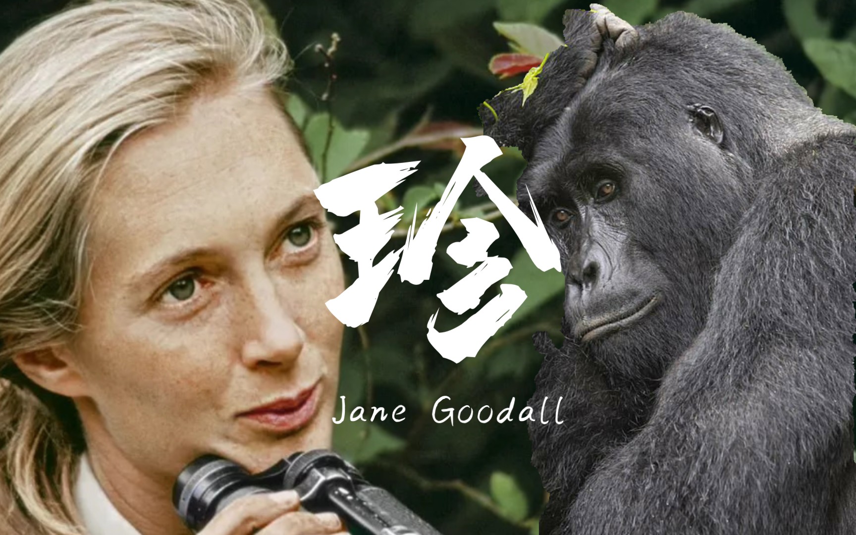 [图]Jane Goodall关于珍妮古道尔博士的介绍? 部分原声英文配音（求不要嫌弃口音鸭）?