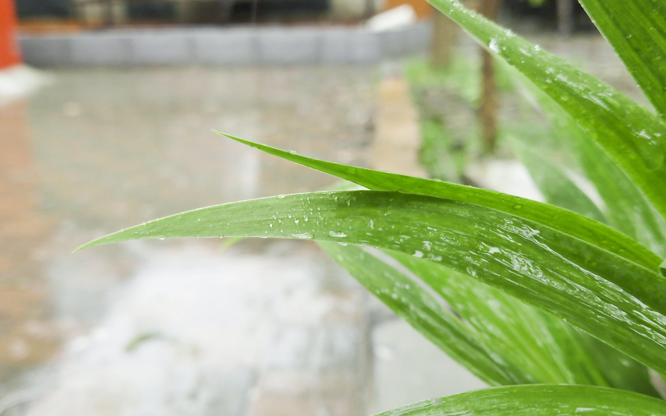 [图]4K60帧超宽视频沉浸式感受春雨，你的城市下春雨了吗?