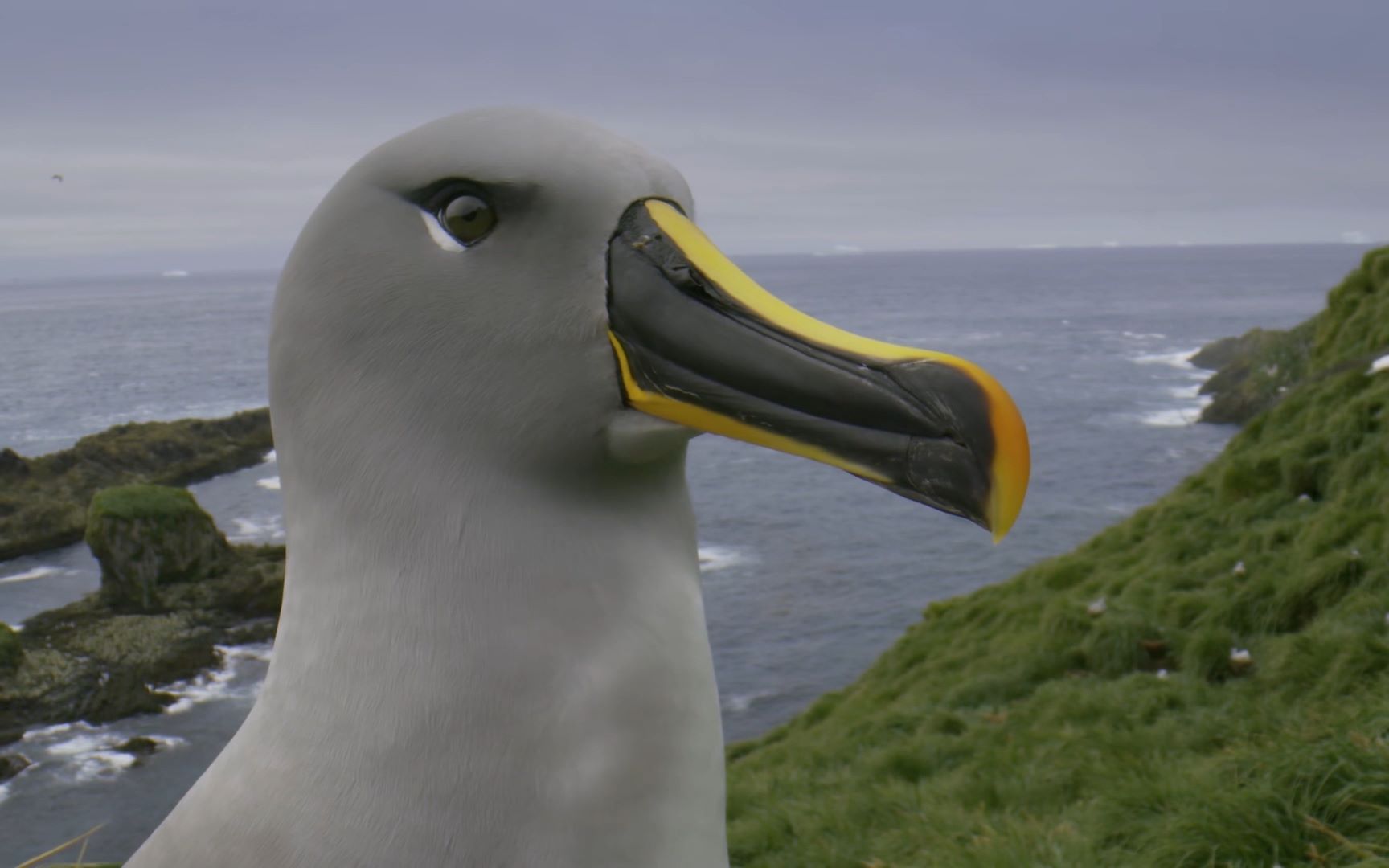 灰头信天翁 grey-headed albatoss 05