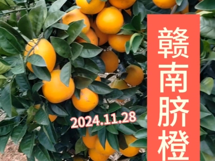 赣南脐橙,2024.11.28 #赣南脐橙 #脐橙 #橙子 #水果哔哩哔哩bilibili