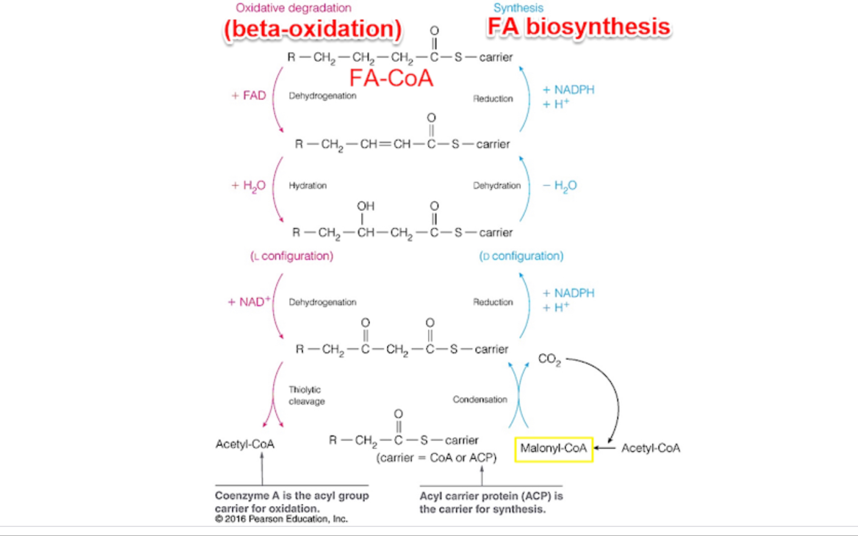 脂肪酸生物合成(Fatty Acid Biosynthesis)哔哩哔哩bilibili