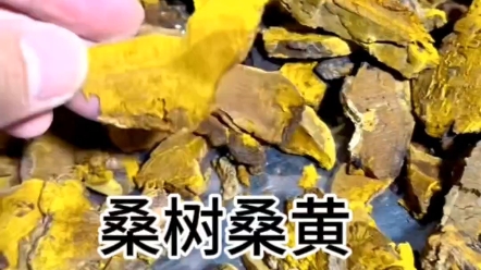 [图]真正野生西藏桑树桑黄的辨别一闻味道：桑味+菌味(最好辨认)二看纹路：纹路细腻，横竖网格不太清晰三开黄囊：越金黄越好