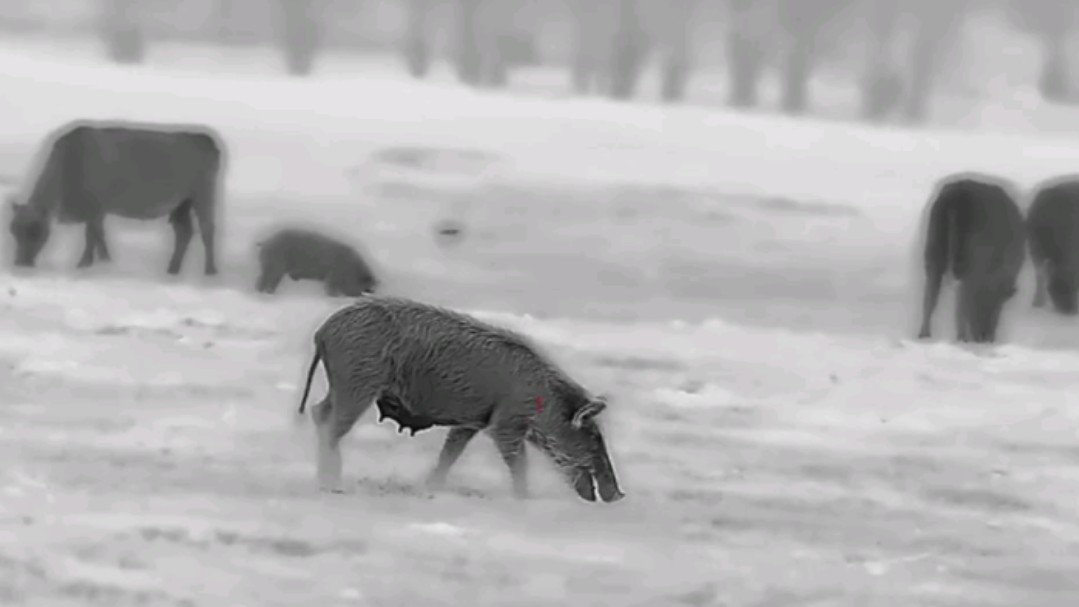 国外猎人带上中国高科技热成像去狩猎,深受老外好评!