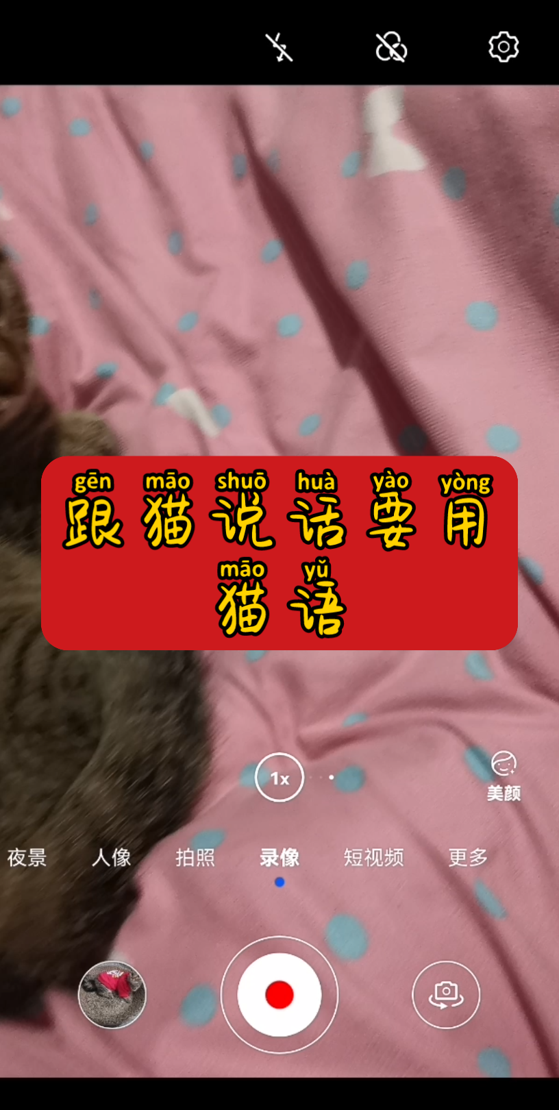 跟猫说话要用猫语,今天的小知识.哔哩哔哩bilibili