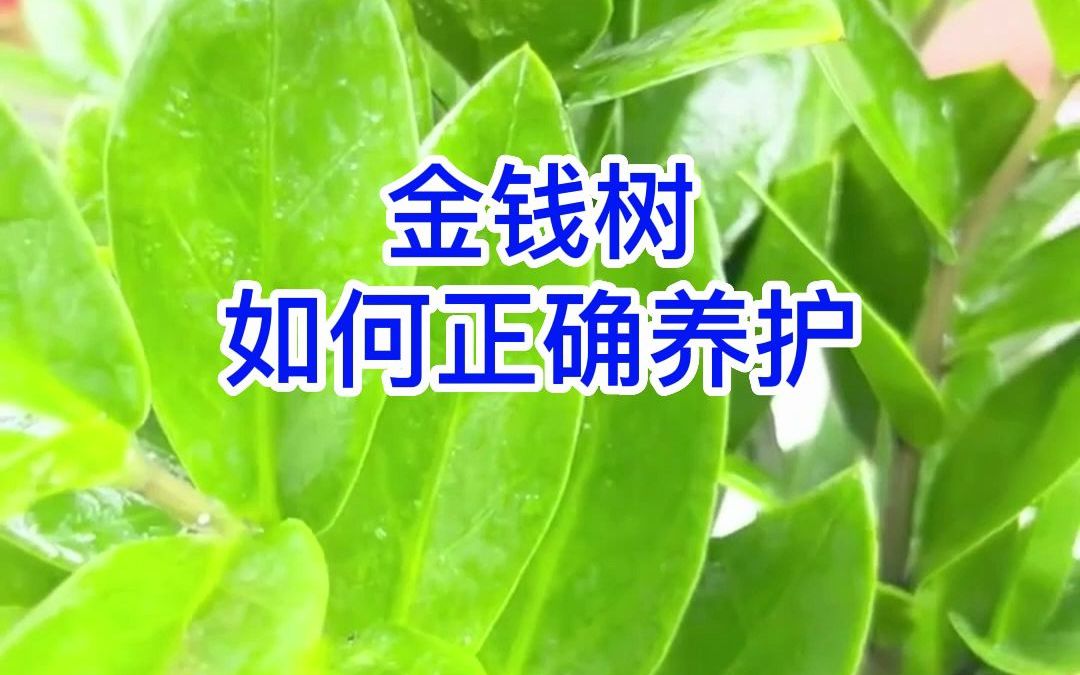 金钱树如何养殖管理哔哩哔哩bilibili