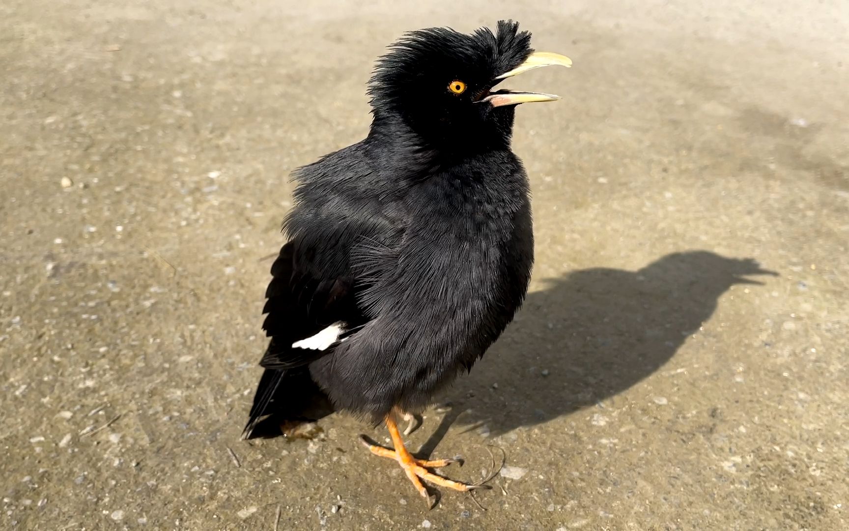 八哥鸟学会说话,开口念诗把主人都逗乐了_哔哩哔哩 (゜-゜)つロ 干杯