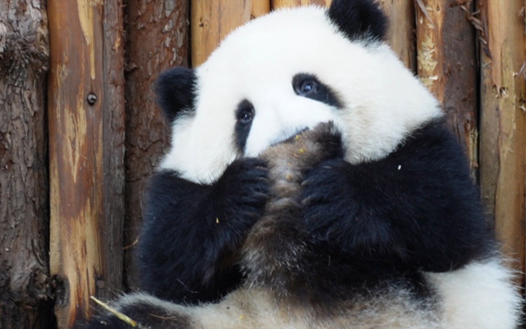 【大熊猫和花和叶】我从未见过啃jio啃得如此认真的小熊!