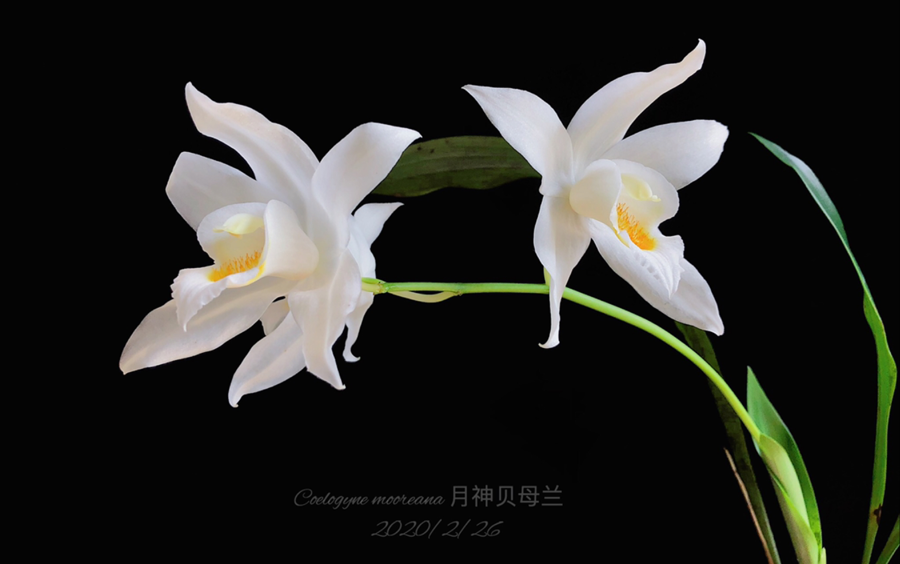 月神贝母兰 coelogyne mooreana