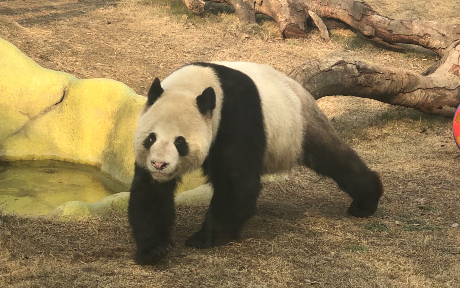 大熊猫伟伟-在院子里溜达溜达