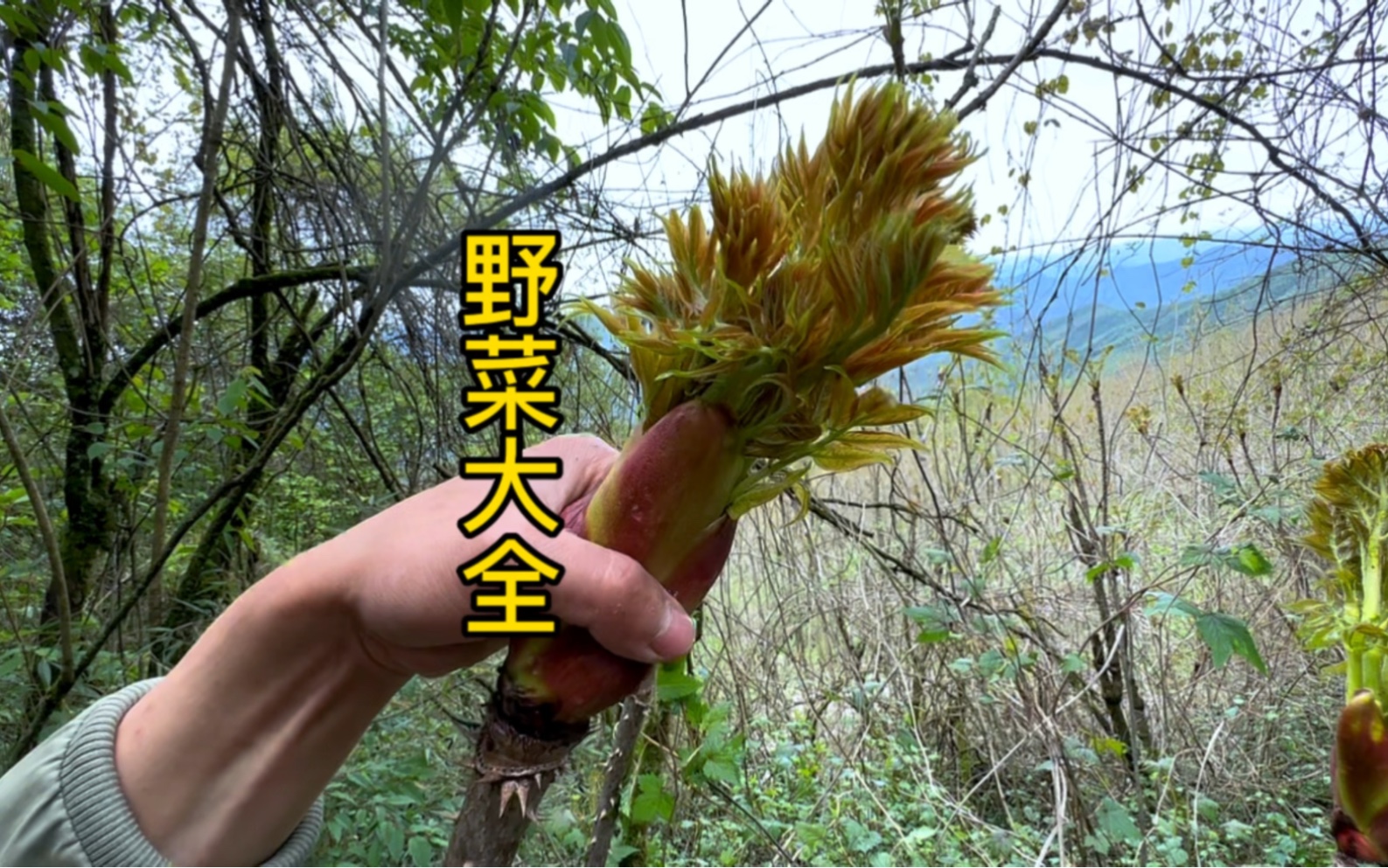 四川的野菜根本吃不完,你认识几种?有没有你的最爱?哔哩哔哩bilibili